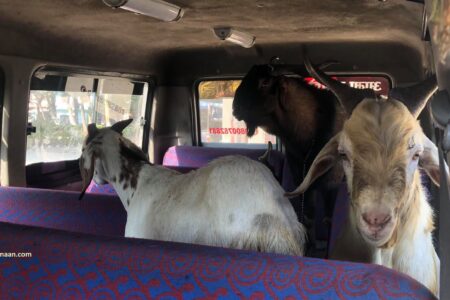 कपिलबस्तुमा अवैध खसी बोका सहित उईङ्गर भ्यान पक्राउ