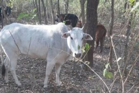 दाङमा तस्करले वनमा बाँधेर राखेका २७ गाई- गोरुको उद्धार