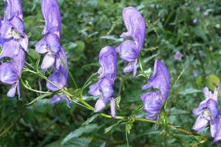 भोजपुर/तिम्माका जडीबुटी कृषकले उत्पादित वस्तुले उचित मूल्य नपाएको गुनासो