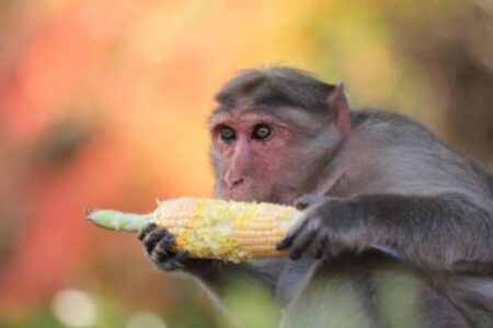 बादँरबाट खेतिपाती जोगाउन १४ लाख बजेट विनियोजन