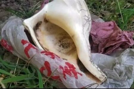 चार वर्षपछि भेटियो बहुमूल्य दाहीने शङ्ख फल प्राप्तिको लागि एक सेयर गर्नुहोस