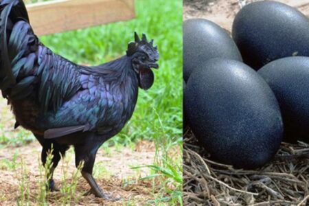 के हाे याे कालाे कुखुराे ? जसकाे रगत, मासु र शरीर कालो रंगको हुन्छ ! किन आकर्षित भए कडकनाथप्रति मानिस ?