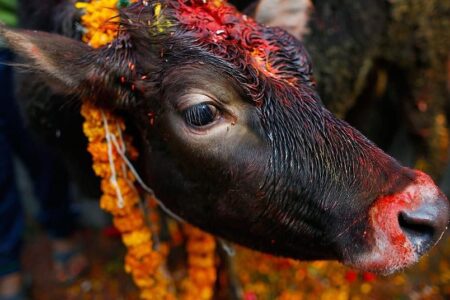आज तिहारको चौथो दिन गाइ, गोरु, गोवर्धन र हलि पुजा गरिदै