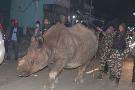 एमालेको महाधिवेशन स्थलमा देखियो जिवित गैंडा कहाँबाटआयो उक्त गैंडा ?