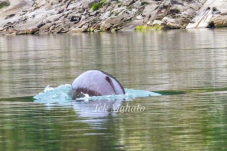 नारायणी नदीमा भेटियो डल्फिन