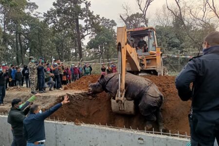 नालीमा फसेर गैंडा मरेको विषयमा अनुसन्धान गर्न सहायक वार्डेनलाई जिम्मा