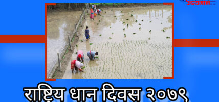 असार १५ अर्थात् आज राष्ट्रिय धान दिवस दहीच्युरा खाने दिन