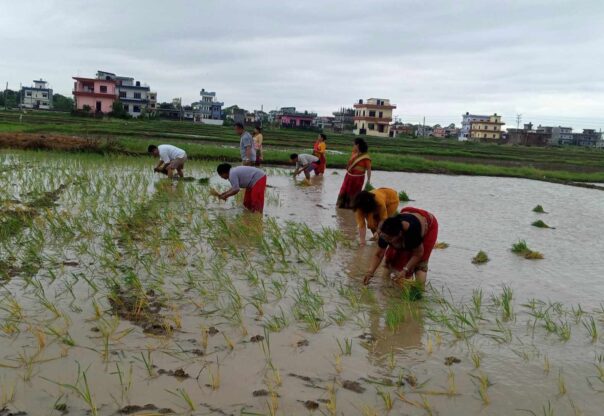 अखिल नेपाल किसान महासंघले मनायो धान दिवस